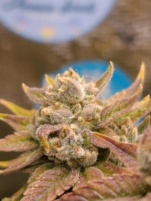 Melonade Runtz / Dutch passion. Week 12
