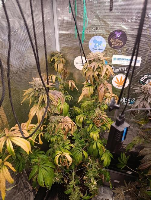 Melonade Runtz / Dutch passion. Week 12
