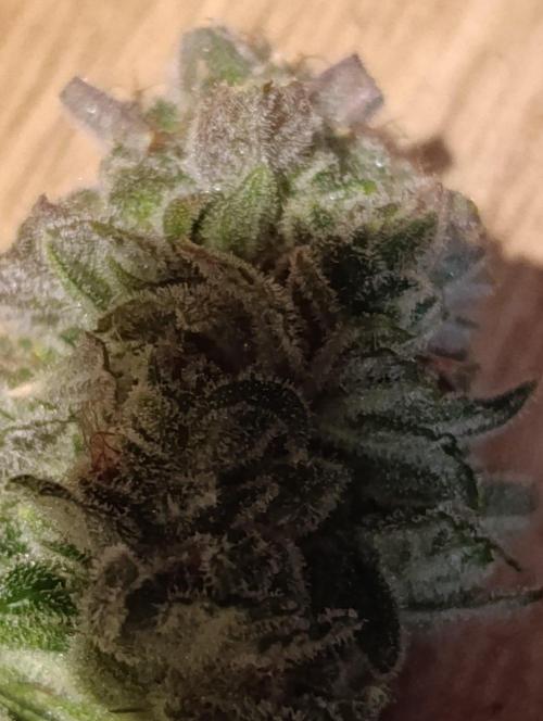 Melonade Runtz / Dutch passion. Week 12