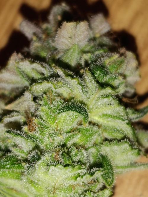 Melonade Runtz / Dutch passion. Week 12