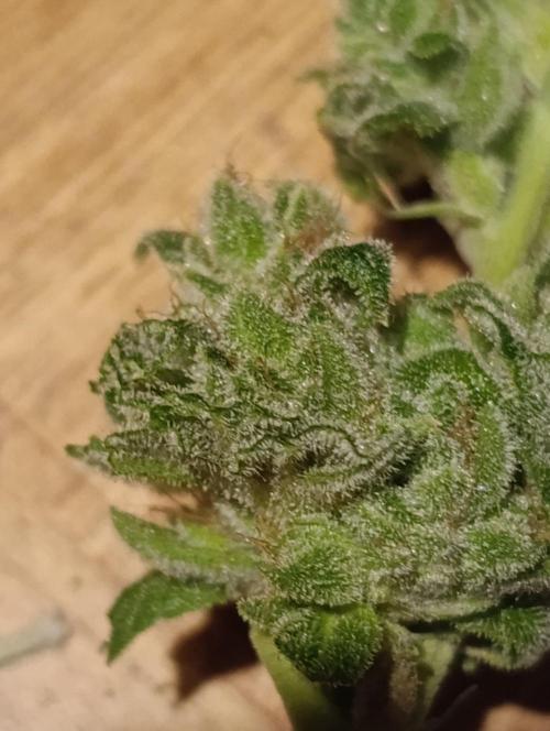 Melonade Runtz / Dutch passion. Week 12