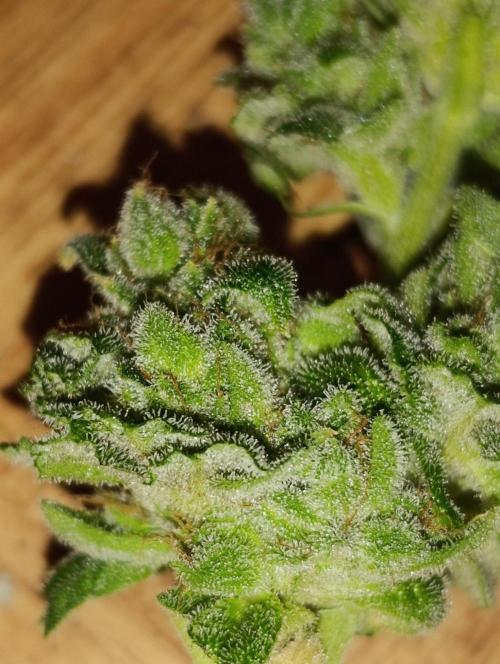 Melonade Runtz / Dutch passion. Week 12