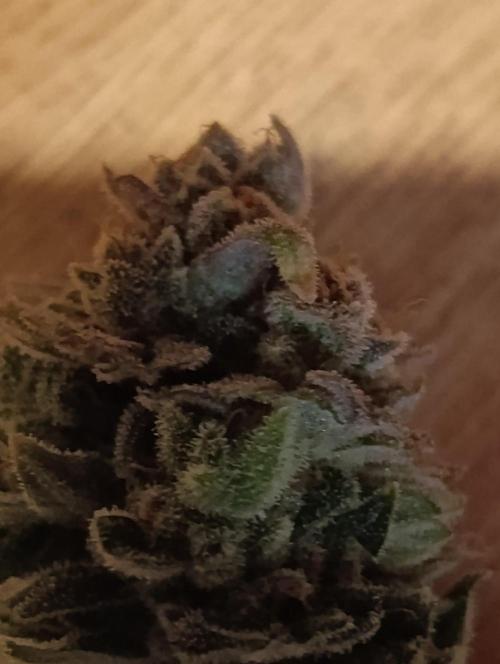 Melonade Runtz / Dutch passion. Week 12