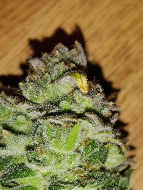 Melonade Runtz / Dutch passion. Week 12