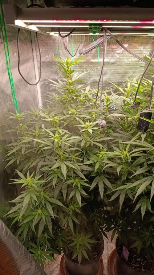Delimed CBD plus/Sweet CBD  Frambolesco. Week 10