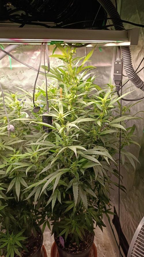 Delimed CBD plus/Sweet CBD  Frambolesco. Week 10