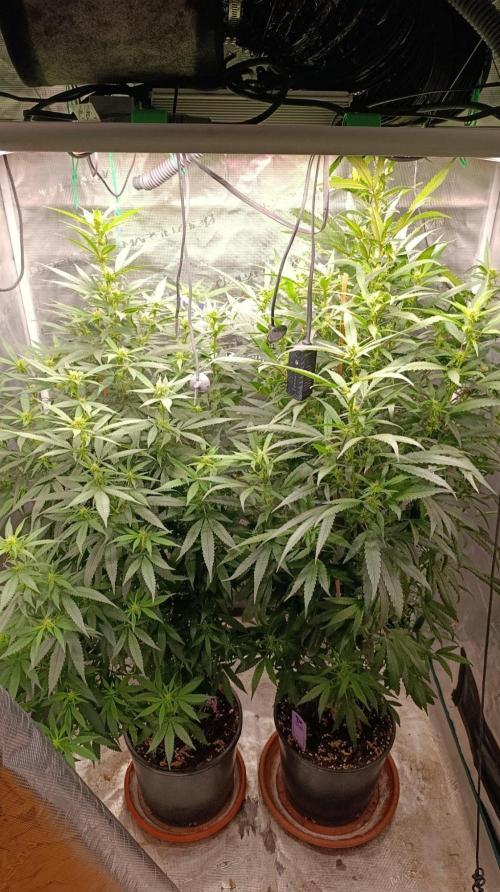 Delimed CBD plus/Sweet CBD  Frambolesco. Week 10