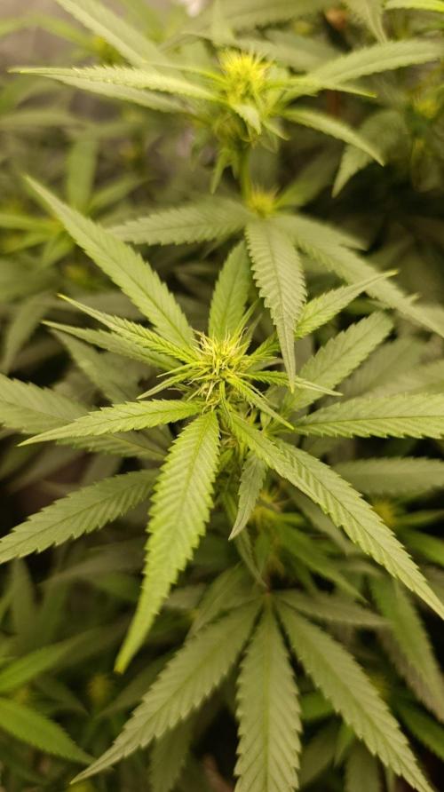 Delimed CBD plus/Sweet CBD  Frambolesco. Week 10