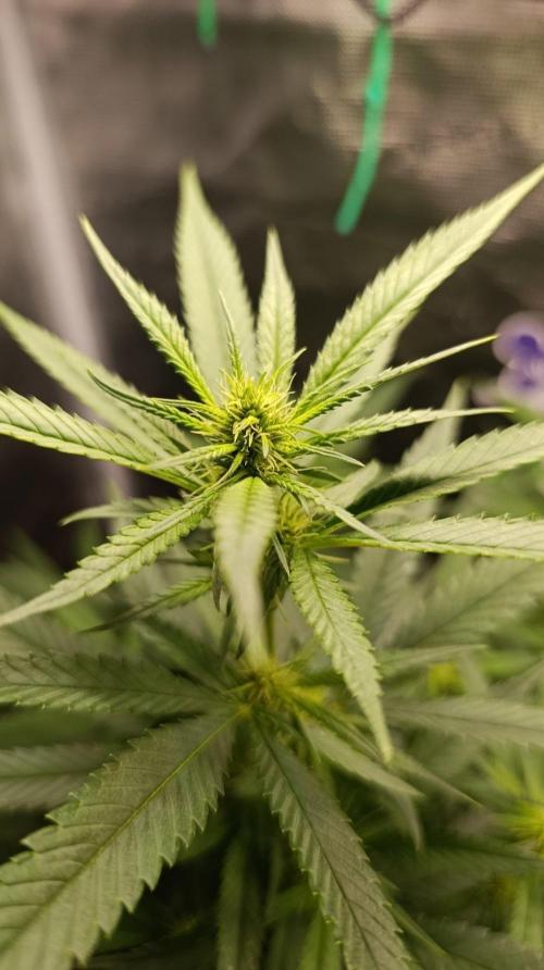 Delimed CBD plus/Sweet CBD  Frambolesco. Week 10