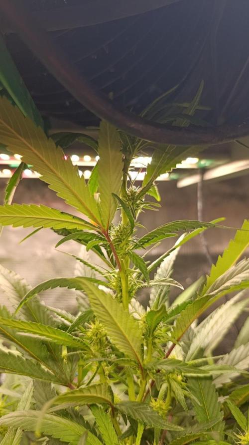 Delimed CBD plus/Sweet CBD  Frambolesco. Week 10