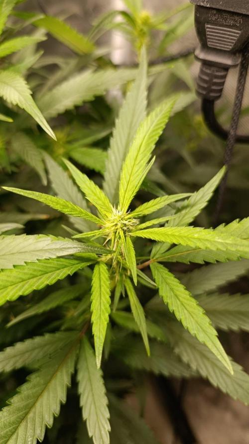 Delimed CBD plus/Sweet CBD  Frambolesco. Week 10