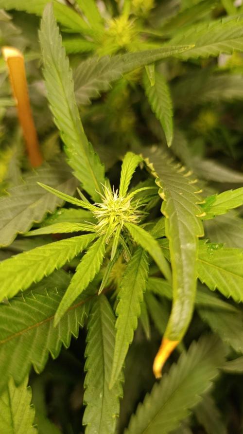Delimed CBD plus/Sweet CBD  Frambolesco. Week 10