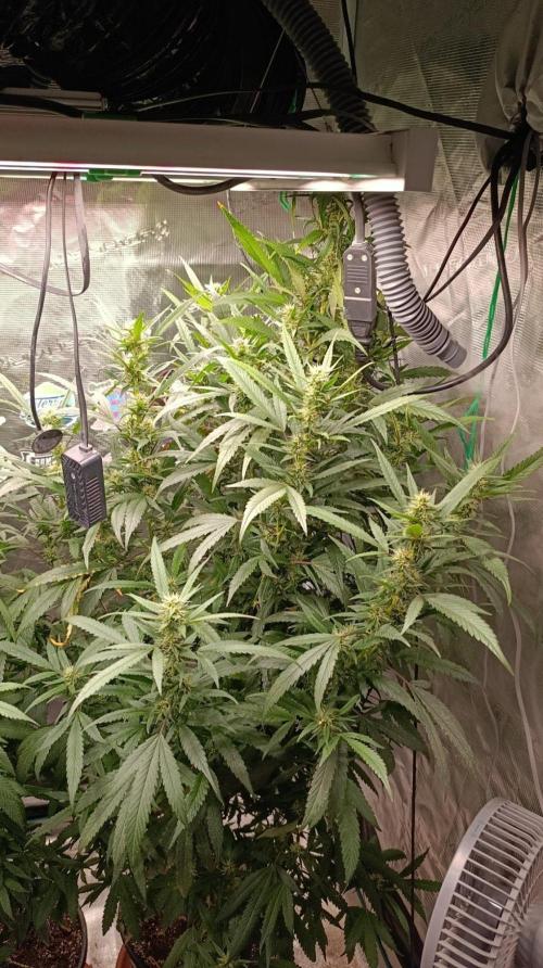 Delimed CBD plus/Sweet CBD  Frambolesco. Week 10