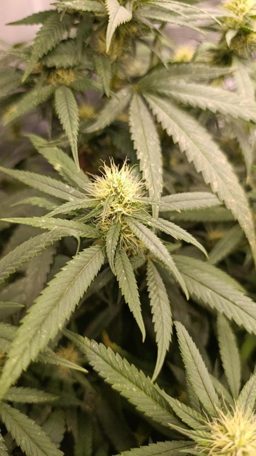 Delimed CBD plus/Sweet CBD  Frambolesco. Week 10
