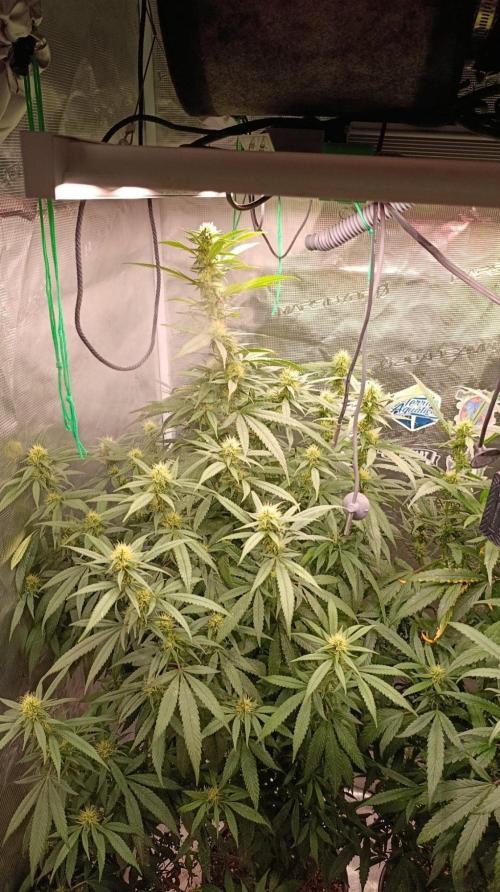 Delimed CBD plus/Sweet CBD  Frambolesco. Week 10