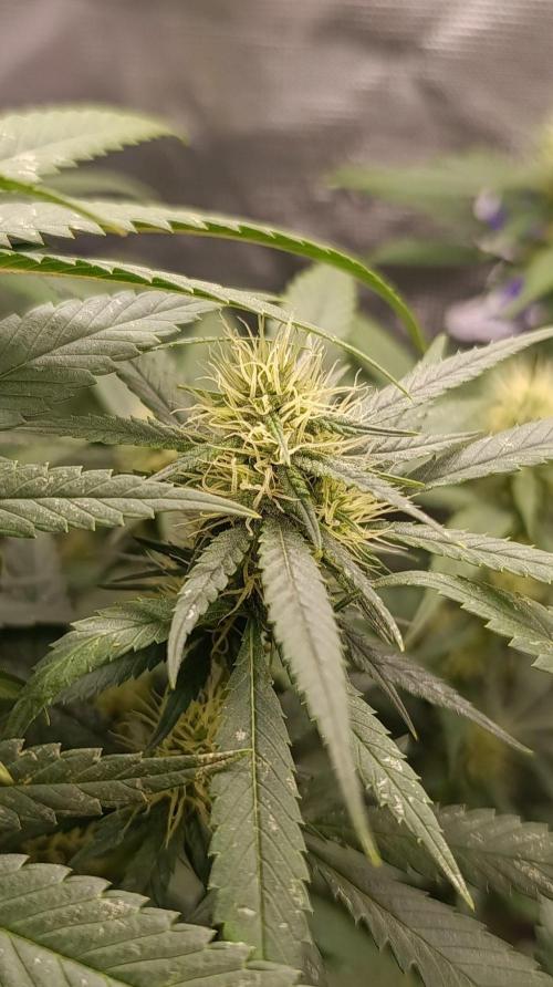 Delimed CBD plus/Sweet CBD  Frambolesco. Week 10