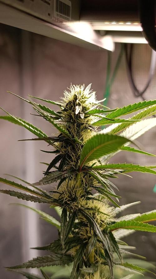 Delimed CBD plus/Sweet CBD  Frambolesco. Week 10