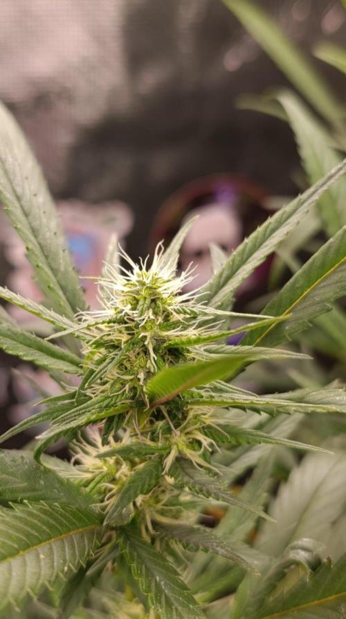 Delimed CBD plus/Sweet CBD  Frambolesco. Week 10
