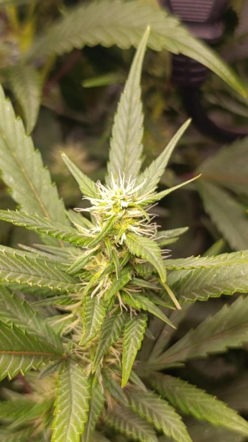 Delimed CBD plus/Sweet CBD  Frambolesco. Week 11