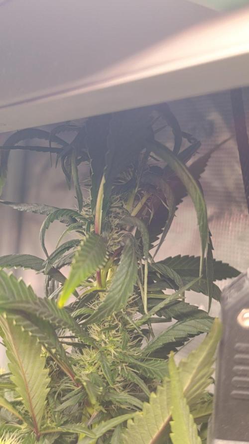 Delimed CBD plus/Sweet CBD  Frambolesco. Week 11