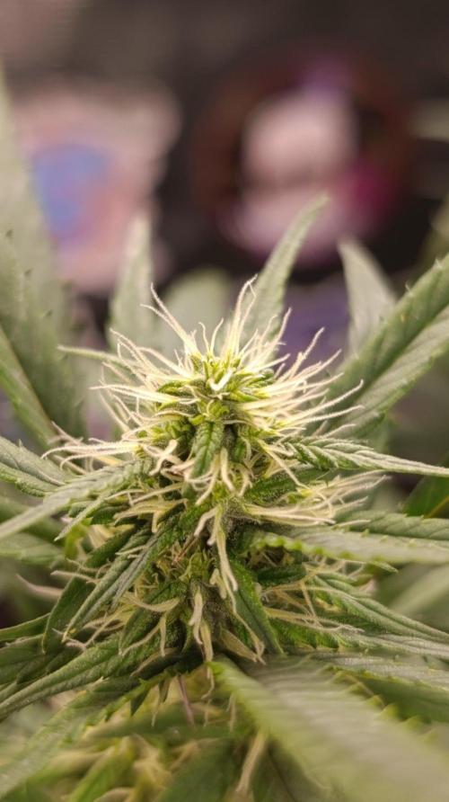 Delimed CBD plus/Sweet CBD  Frambolesco. Week 11