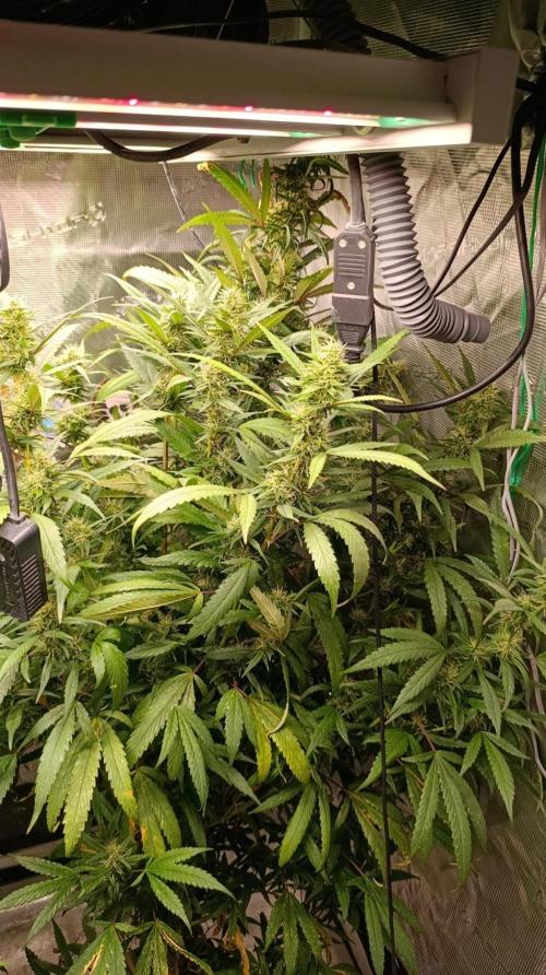 Delimed CBD plus/Sweet CBD  Frambolesco. Week 11
