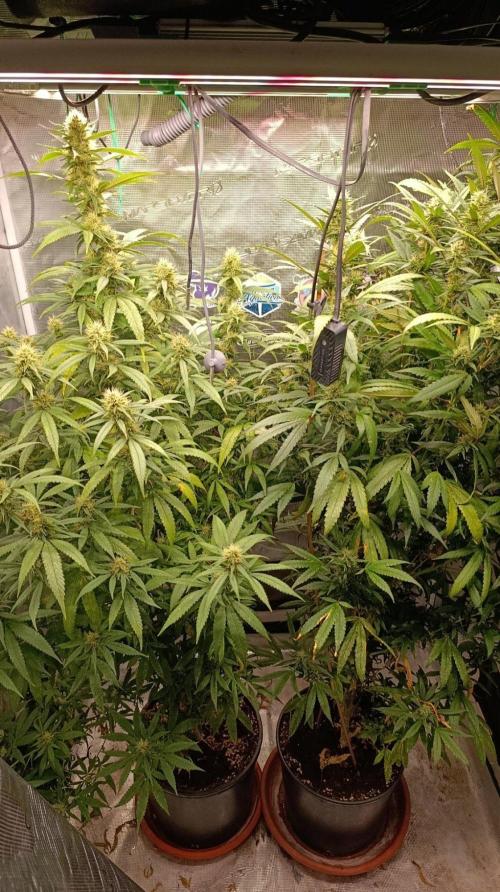 Delimed CBD plus/Sweet CBD  Frambolesco. Week 11