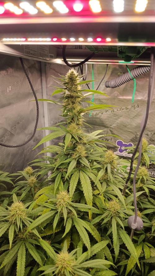 Delimed CBD plus/Sweet CBD  Frambolesco. Week 11