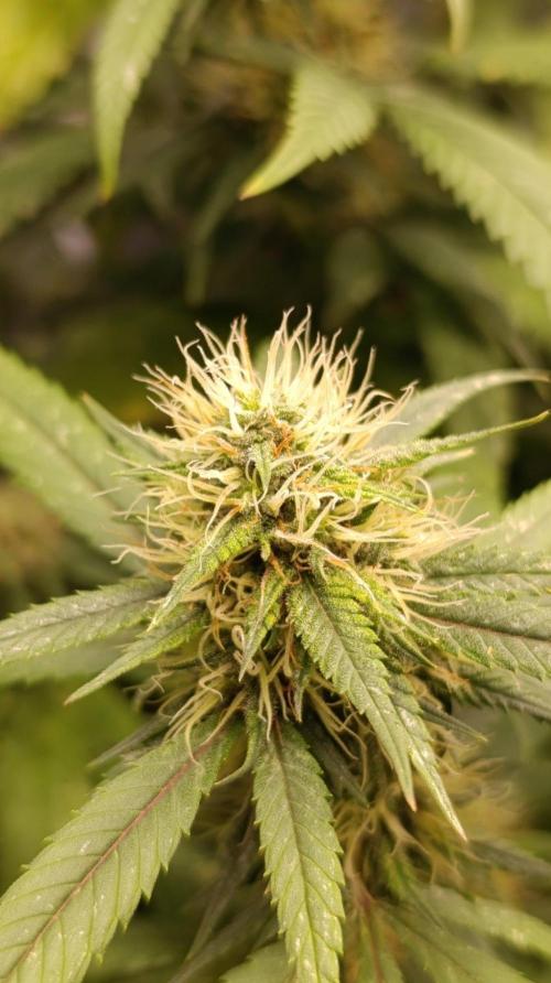Delimed CBD plus/Sweet CBD  Frambolesco. Week 11
