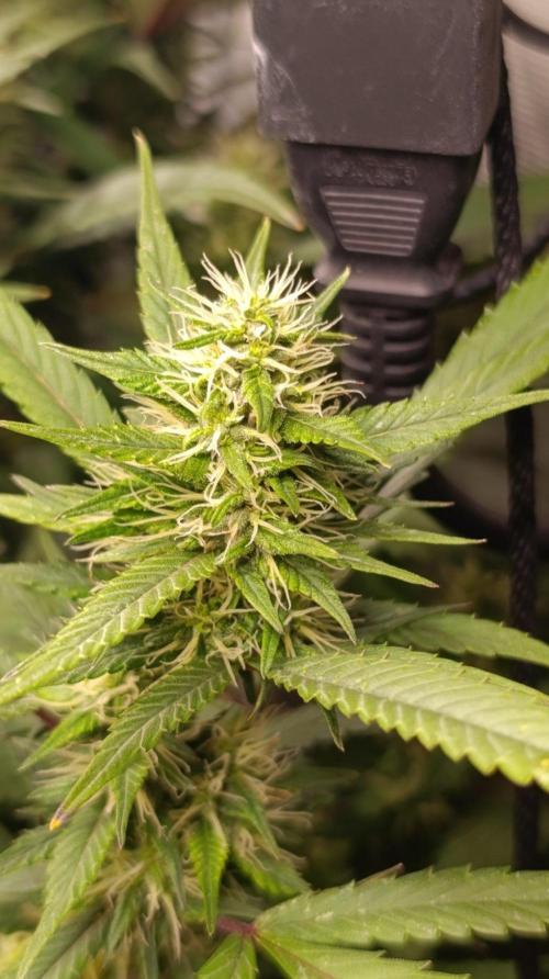 Delimed CBD plus/Sweet CBD  Frambolesco. Week 11