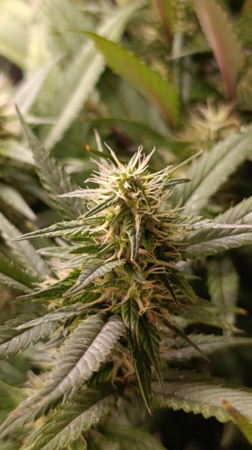 Delimed CBD plus/Sweet CBD  Frambolesco. Week 11