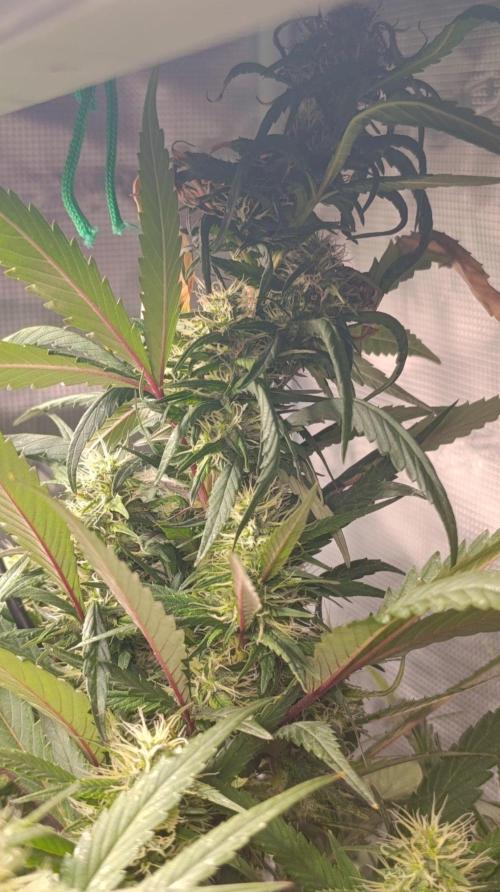 Delimed CBD plus/Sweet CBD  Frambolesco. Week 11