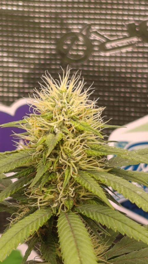 Delimed CBD plus/Sweet CBD  Frambolesco. Week 11