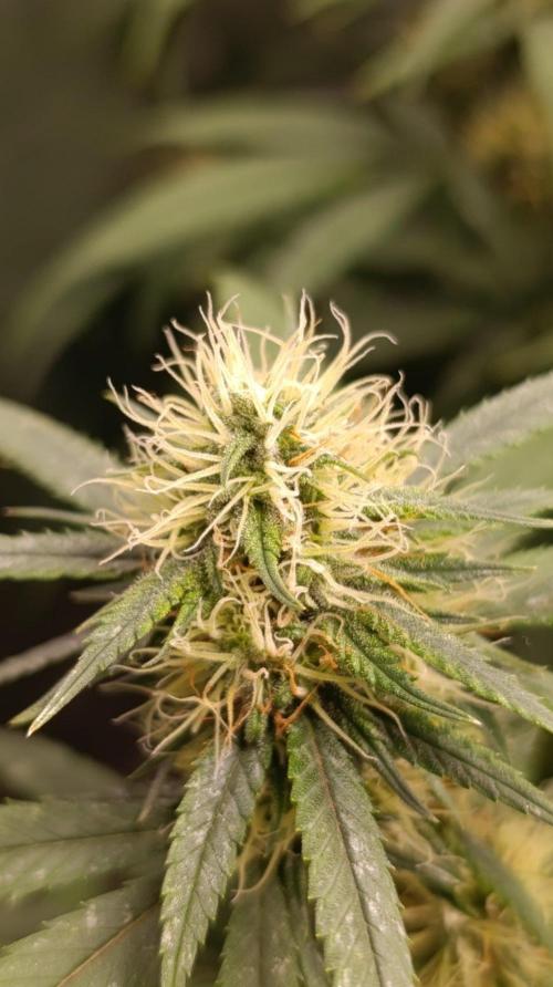 Delimed CBD plus/Sweet CBD  Frambolesco. Week 11