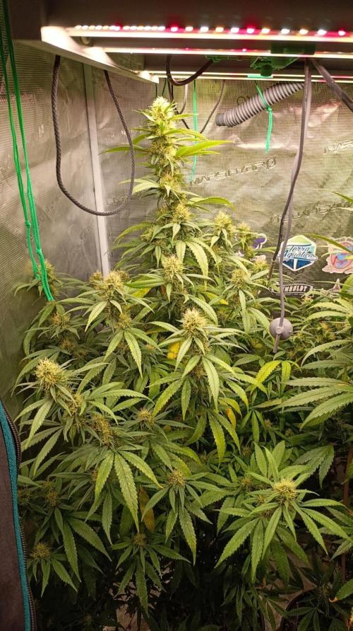 Delimed CBD plus/Sweet CBD  Frambolesco. Week 11