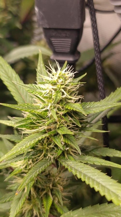 Delimed CBD plus/Sweet CBD  Frambolesco. Week 11