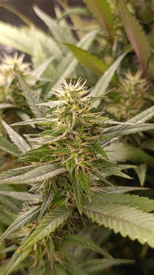 Delimed CBD plus/Sweet CBD  Frambolesco. Week 11