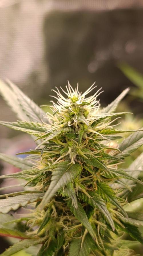Delimed CBD plus/Sweet CBD  Frambolesco. Week 11