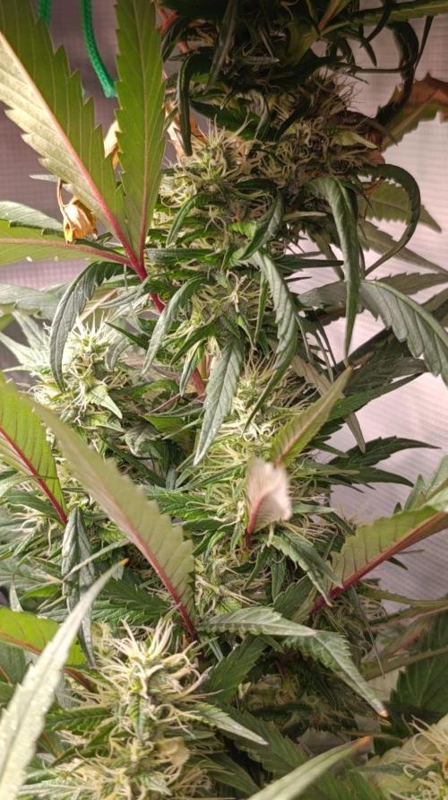 Delimed CBD plus/Sweet CBD  Frambolesco. Week 11