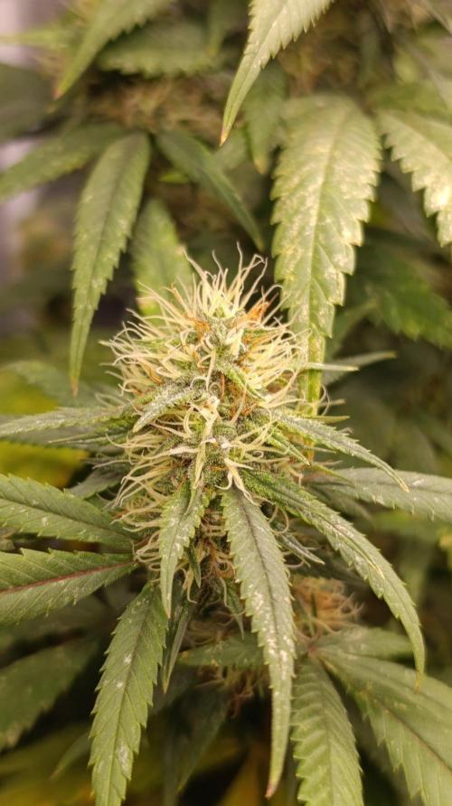 Delimed CBD plus/Sweet CBD  Frambolesco. Week 11