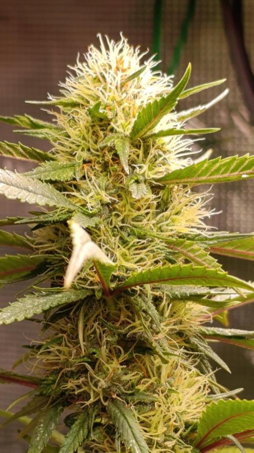 Delimed CBD plus/Sweet CBD  Frambolesco. Week 11