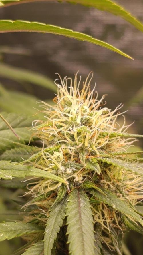 Delimed CBD plus/Sweet CBD  Frambolesco. Week 11