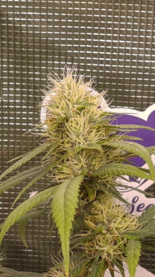 Delimed CBD plus/Sweet CBD  Frambolesco. Week 11