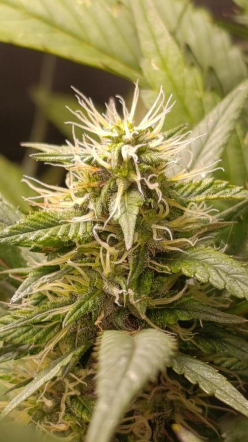 Delimed CBD plus/Sweet CBD  Frambolesco. Week 11