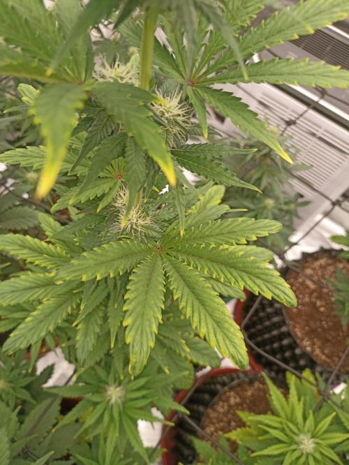 Marijuanaut