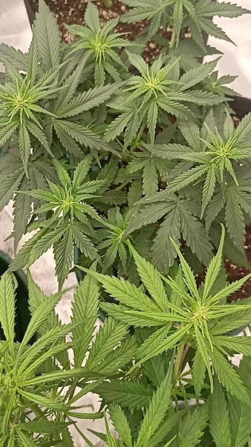 Dutch Passion Growing Comp 25 - MAC #1