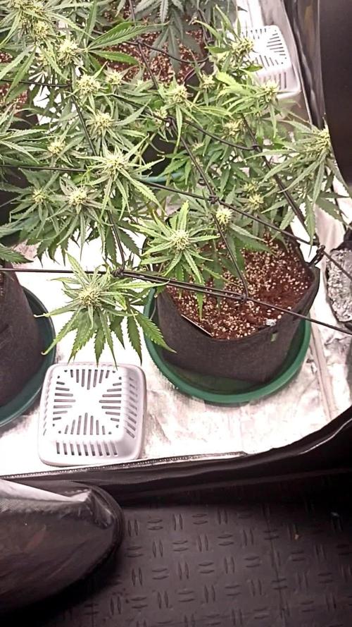 Dutch Passion Growing Comp 25 - MAC #1