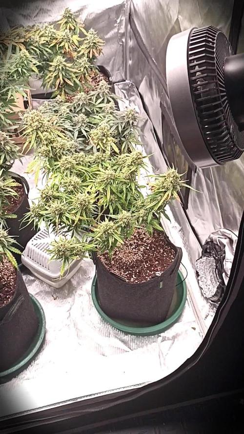 Dutch Passion Growing Comp 25 - ACB XL