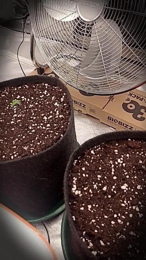 🐺 Dognabis#19A 🐺