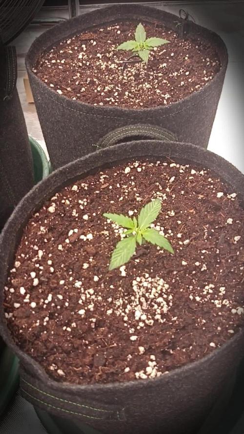 🍓 Strawberry Cheesecake Auto 🍰